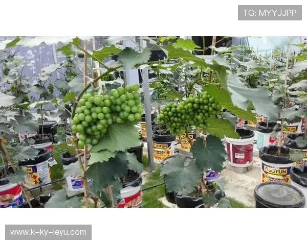 世界板球技术研究院推广抗旱草皮应用试点